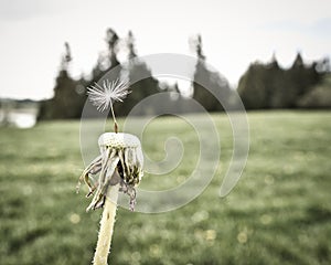 dandelion last one alone single strong nature plant