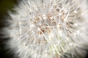 Dandelion in late spring
