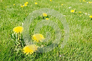 Dandelion in lawn