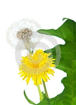 Dandelion with leaf