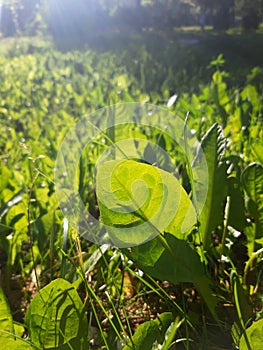 Dandelion leaf in the sunlight