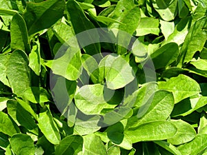 Dandelion leaves