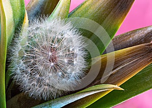 Dandelion in leaves