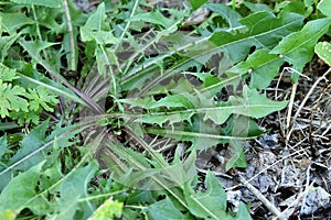 Dandelion leaves close up. Lion's tooth