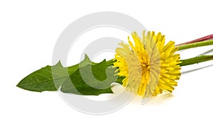 Dandelion leaves  with flower