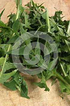 dandelion leaves prepared for a salad
