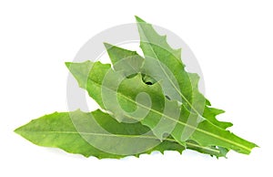 Dandelion leaves salad photo