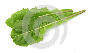 Dandelion leaves salad