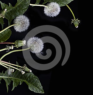 Dandelion with leaves and seeds on black background.