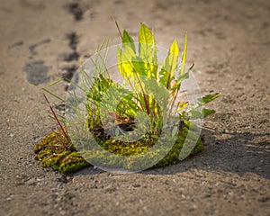 Sprout growth on the old wood as a concept of support building a future, New development and renewal as a business