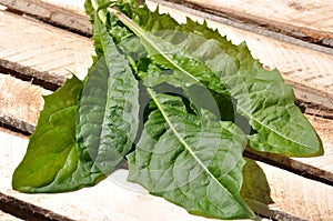 Dandelion leaves (Taraxacum)