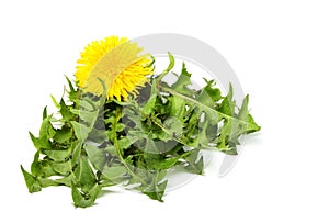 Dandelion leaves together with the flower.