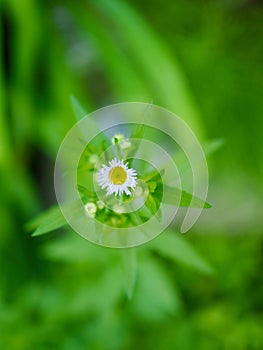 Dandelion, Leaves and water droplets