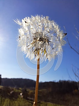 dandelion light with blurry rural landscape and blue sky in background