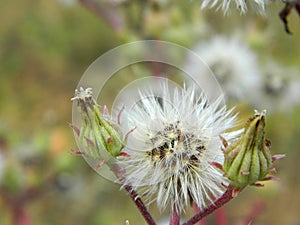 Dandelion-like plant with ripe seeds