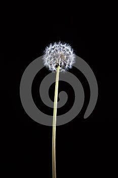 Dandelion on long stem.