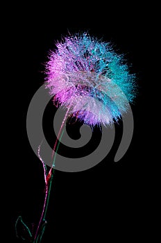 A dandelion on a long stem on a black background in bright gradient holographic tones. Colorful minimalism