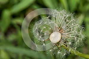 Dandelion losing its seeds