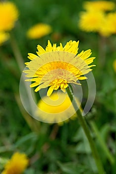 Dandelion macro