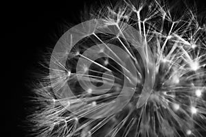 Dandelion macro