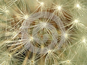 Dandelion macro