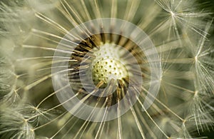 Dandelion macro