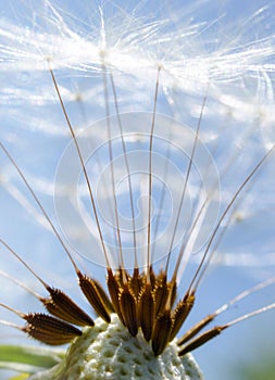 Dandelion macro