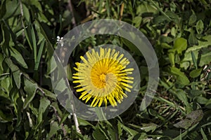 Dandelion Macro close up. Taraxacum is a large genus of flowering plants in the family Asteraceae, which consists of species