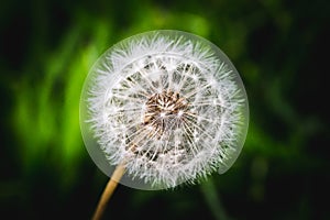 Dandelion in macro photo