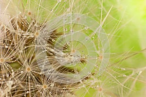 Dandelion (macro) with drop dew