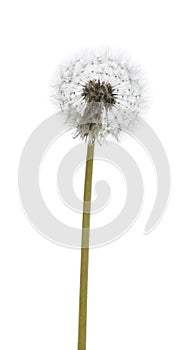 Dandelion macro isolated on white