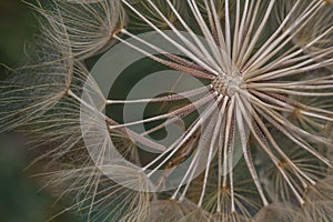 Beautiful approach to a dandelion photo