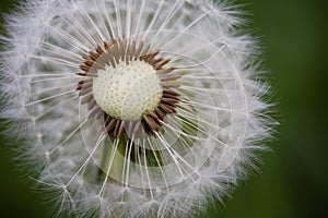 Dandelion in Macro Perspective