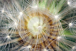 Dandelion macro photo