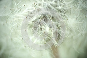 Dandelion