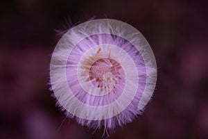 Dandelion macro photography with a purple hue