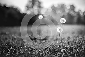 Dandelion macro photography on white and black background. Monochrome nature landscape, spring dandelion with blurred nature
