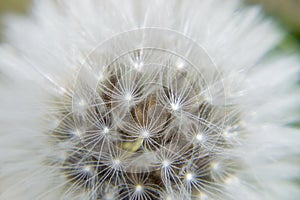 Dandelion photo