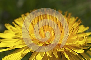 Dandelion