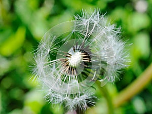 Dandelion macro shot