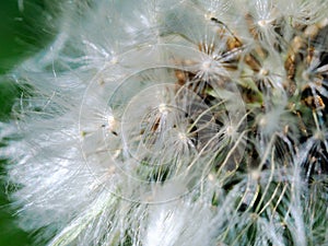 Dandelion macro shot