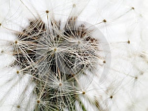 Dandelion macro shot