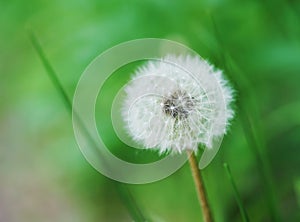 Dandelion