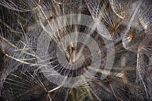 Dandelion in macrography one morning