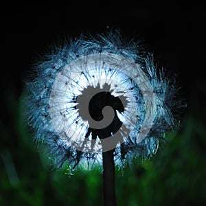 Dandelion magic garden lantern