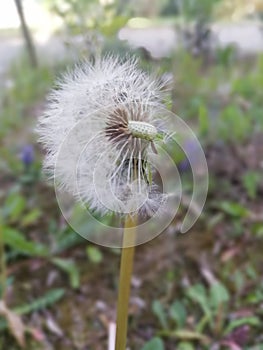 Dandelion Make a Wish