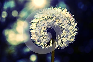 Dandelion - make a wish