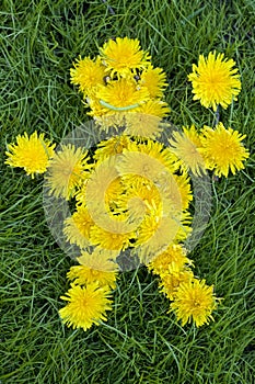 Dandelion Man - Symbol of Spring and Summer.