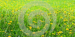 Dandelion meadow