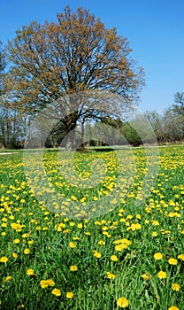 Dandelion meadow